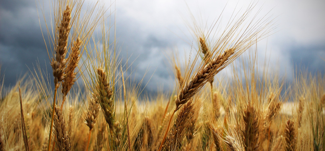 wheat-field-001